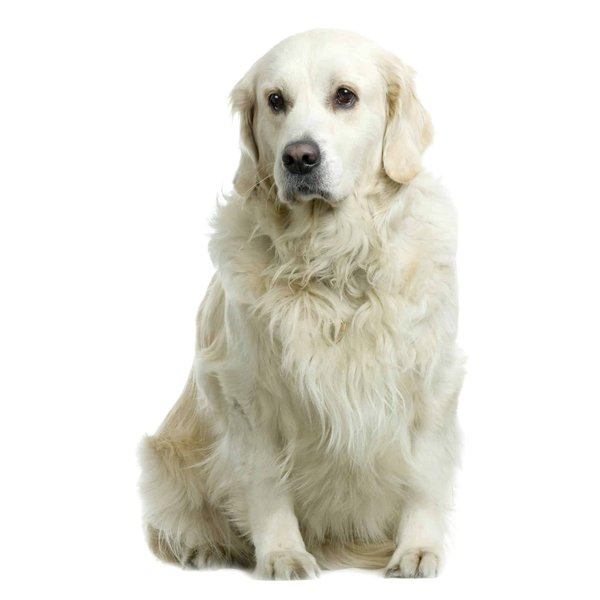 Chien renifleur de punaises de lit : toulouse à la rescousse !